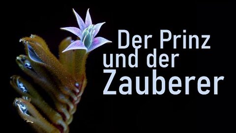 Der Prinz und der Zauberer - Was ist Wirklichkeit