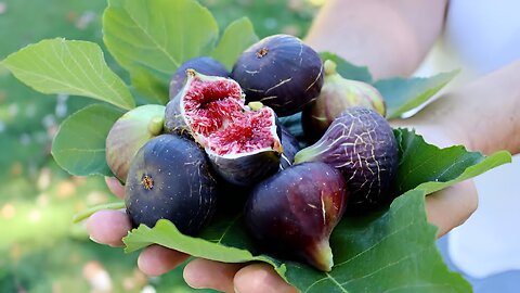 Fig Farm and Harvest in Japan - Giant Fig Cultivation Technology