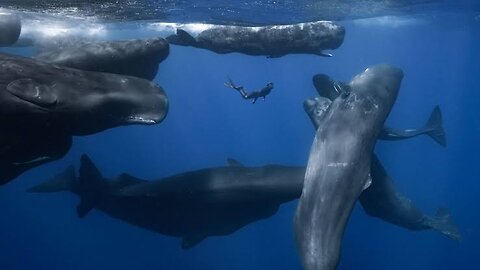 Decoding the Language of Sperm Whales