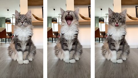Look at this lion-like yawn from this kitty