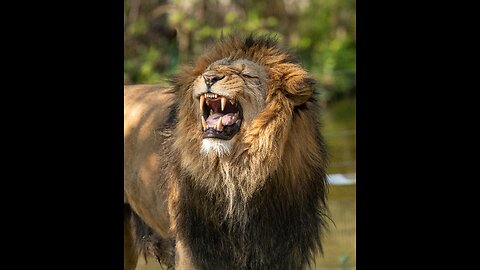 Lioness Prowling