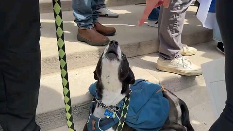 Patriotic doggie sings with the National Anthem