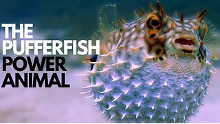 The Pufferfish Power Animal