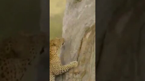 How To See Genus-Panthers