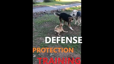 Australian Shepherd Defense Protection Training | K9 D.I.Y in 4D