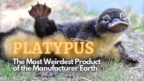 The Most Weirdest Product of the Manufacturer Earth