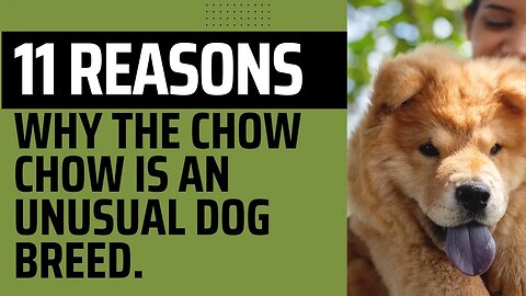 ​11 Reasons Why the Chow Chow Is an Unusual Dog Breed.