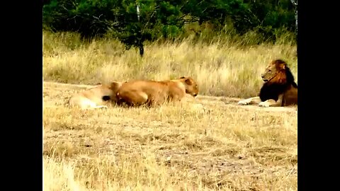 Hilarious! Lioness attempting to lure an uninterested male Lion to mate!