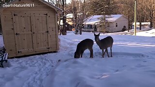 Deer exploring the property