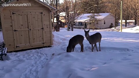 Deer exploring the property