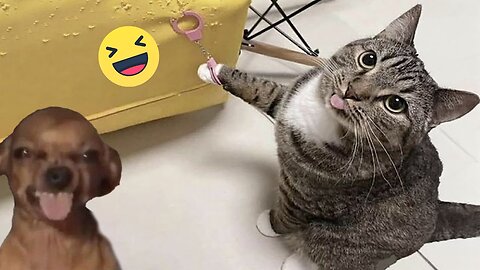 Funniest Animals 🤣😅 New Funny Cats & Dogs Videos 😸🐶 - PART: 56