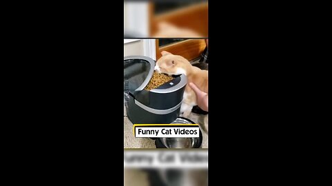 Funny Cat 😄 | Best Funny Animal