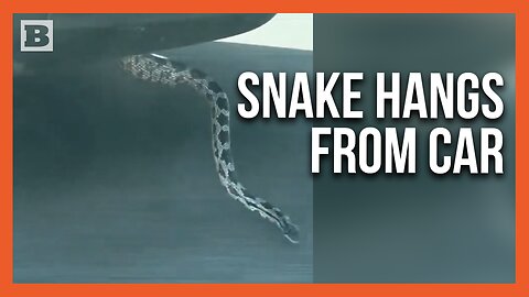 Ssslow Down! Snake Spotted Dangling from Underside of Car Speeding Down Highway