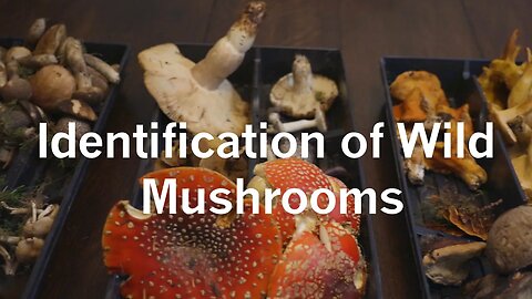 Identification of Wild Mushrooms