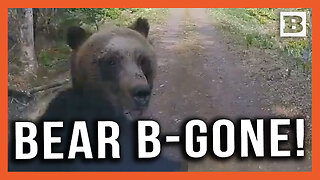 Wild! Bear Charges Truck Driving Through Forest, Smashes Windshield