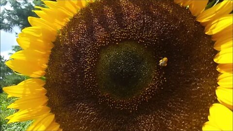 Giant Sunflower Mid August Garden Tour