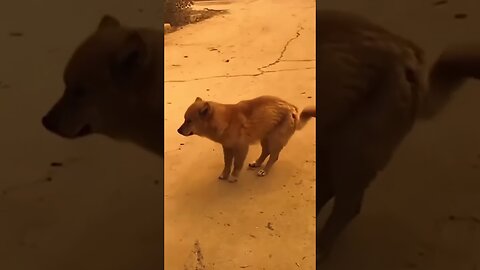 FUNNY DOG DANCING TO RAP