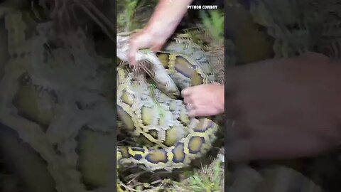 Scotty Will Never Forget Catching His First Python