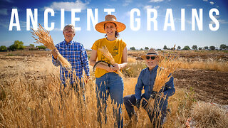 The Oldest American Wheat is Coming Back | PARAGRAPHIC