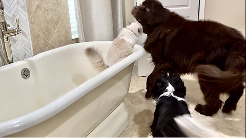 Ragdoll uses bathtub as attack base against big brothers