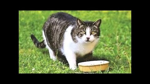 Beautiful Cat Eating | Funny Cat Eating | Eating Foods #cat #cateating #catrelaxingmusic