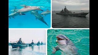 Dolphins on Duty: Russia's Strategic Aquatic Defenders Bolster Black Sea Fleet Security