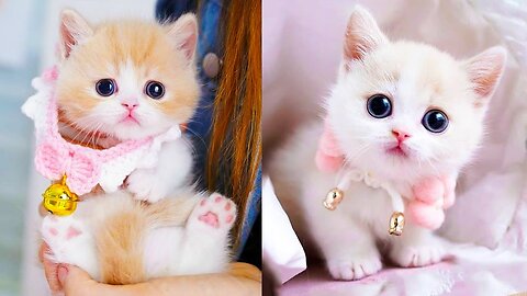 Cute little kittens - Very cute