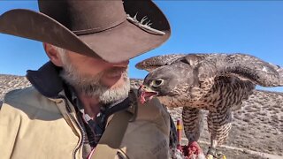 Colorado falconer warns other bird owners after beloved falcon dies of avian flu