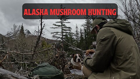 Alaska Morel Mushroom Hunting Turnagain Arm