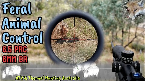 Action Packed Shooting Feral Pigs || Kill Shots with 6.5PRC and Pulsar Optics on a 6mm BR