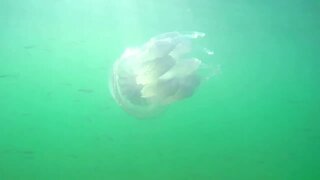 Jellyfish swimming in the ocean