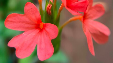 Beautiful crossandra red garden flowers #kanakambara #shorts