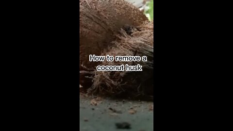 Removing Coconut Husk