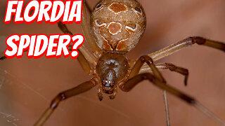 How Deadly Is The Brown Widow Spider!