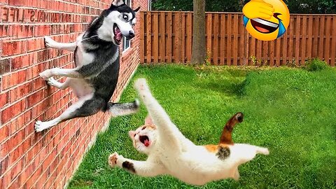 Try Not To Laugh Dogs And Cats 😁 - Best Funniest Animal Videos Of The Month #Rumbel #PetValleyy