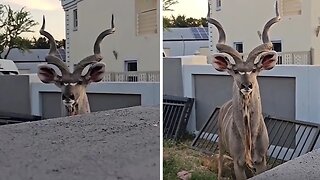 Only in Africa: Walking past your neighbor's house and see a kudu on his lawn