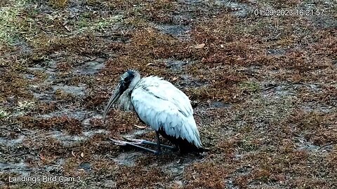 Wood Stork Resting After a Busy Day 🦩 01/29/23 16:20