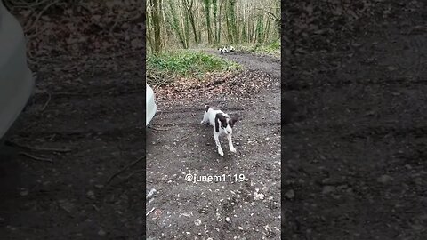 Cute puppies so excited to run around 😆 🤣 #dog