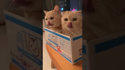 Funny cats sit in a box and eat