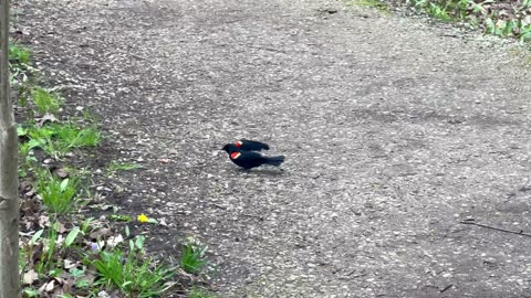 Beautiful Redwing Blackbird vibrant red color 😍