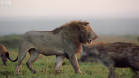 Hyena pack attacks lion | FULL CLIP