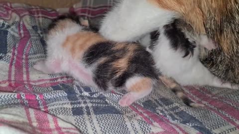 Mother cat has just given birth to babies with tiny pink paws