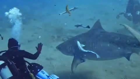 Shark Attack 😱 | Most Dengerous Sharks #shortsfeed #shark #shorts #short