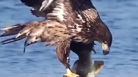 Eagle Catching Big Carp Fish