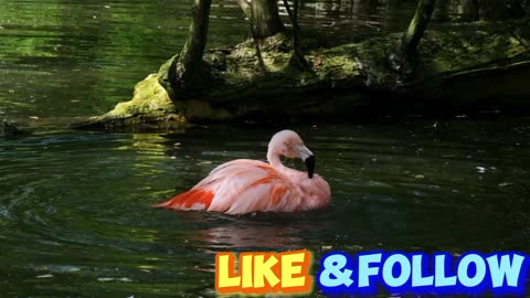 Flamingo bird water bird