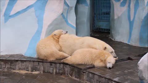 The cubs swam, scratched themselves and went to bed