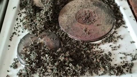 Mängder med flugor hittad i en fläkt