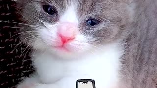 The kitten is jealous #Of macro # cat # of macros