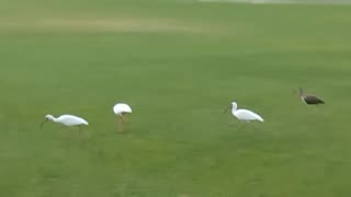 Birds On The Soccer Field (March 23, 2024)