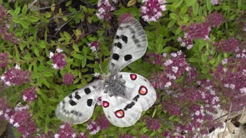 10 Beautiful Butterflies And Usual Butterflies - Video